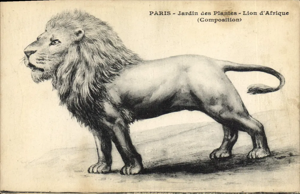 Paris - Jardin des Plantes - Afrikanischer Löwe (Komposition) - Vorderseite