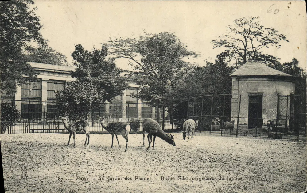 Paris — Im Jardin des Plantes — Sika-Hirsche (ursprünglich aus Japan) - Vorderseite