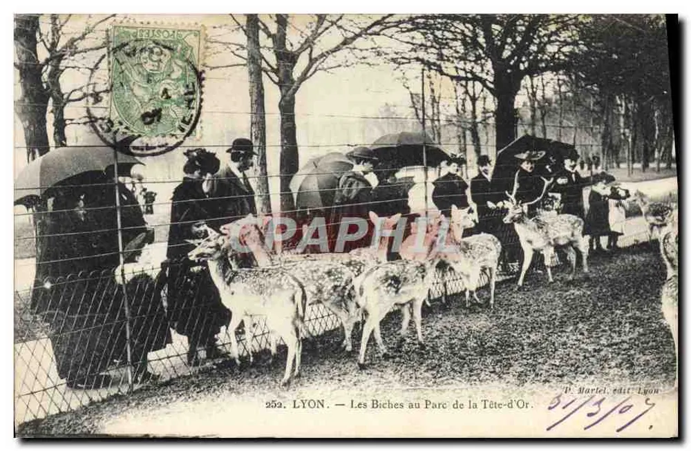 LYON — Die Biches im Parc de la Tête-d'Or — P. Martel, Verlag Lyon - Vorderseite