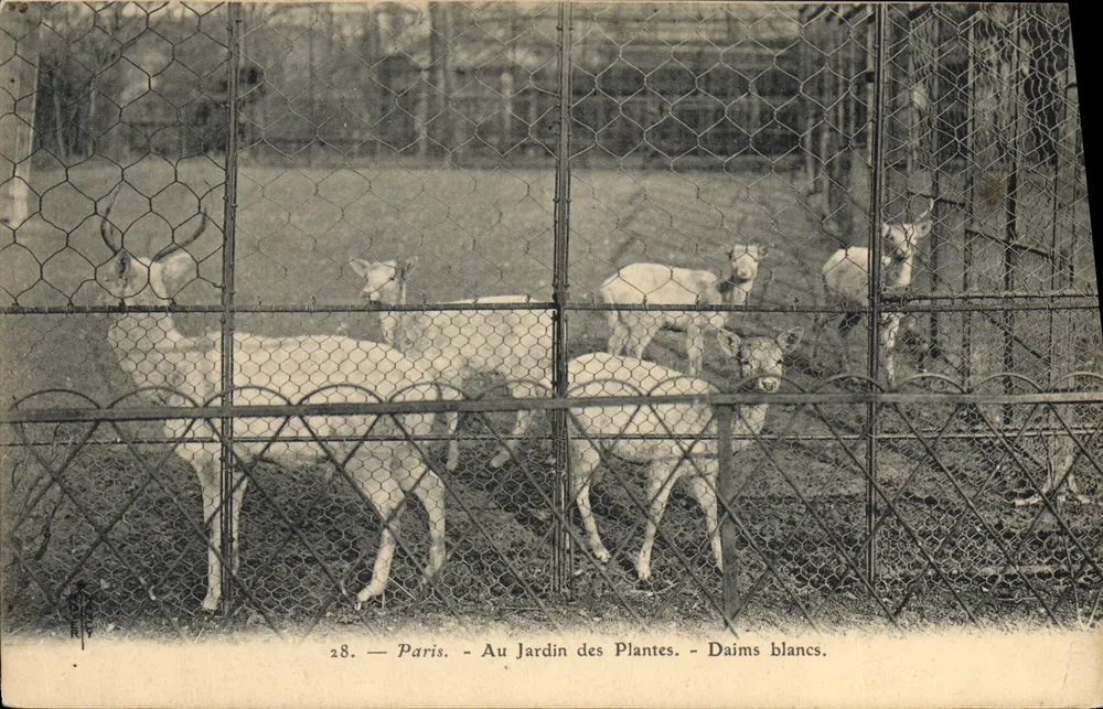 Paris — Im Jardin des Plantes — Weiße Hirsche — N° 28. - Vorderseite