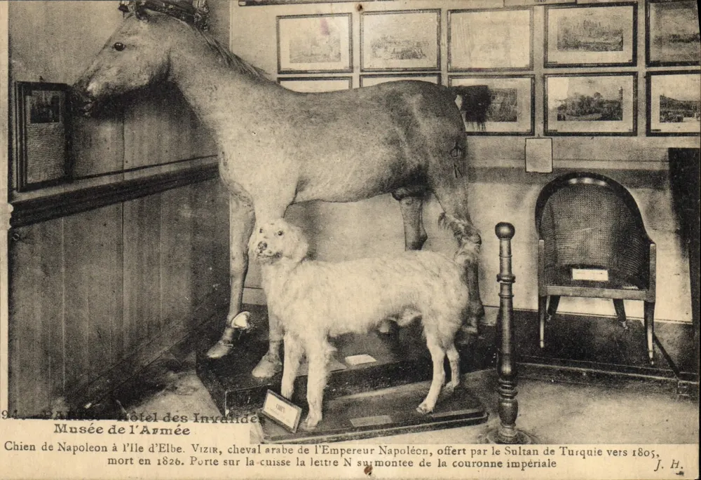 Hund und Pferd Napoleons — Musée de l'Armée — Verlag J. H. - Vorderseite