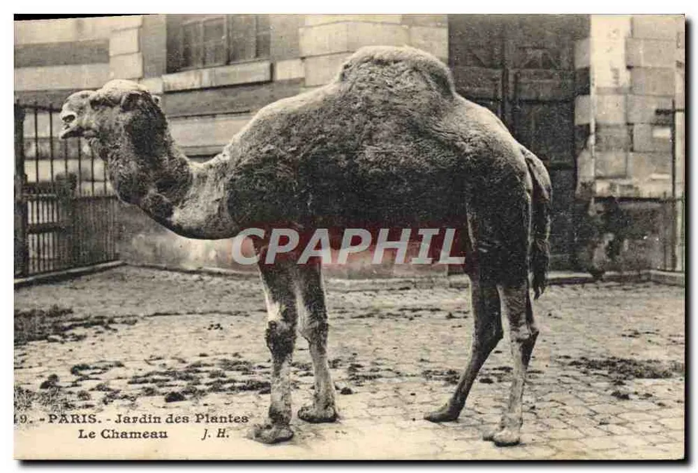 Paris - Jardin des Plantes - Der Kamel — J. H. - Vorderseite
