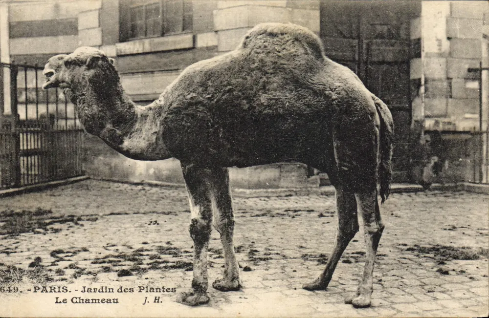 Paris - Jardin des Plantes - Der Kamel — J. H. - Vorderseite