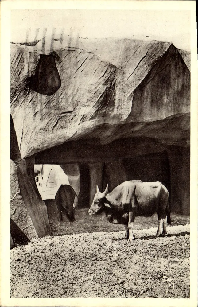 Die Buffalos — Zoologischer Garten Vincennes — unbekannter Verlag, unbekannte Serie - Vorderseite