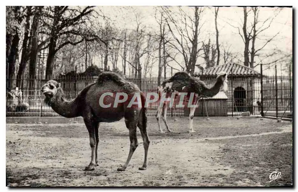 Kamel — Park de la Tête d'Or — Lyon — Verleger C.A.P. (real photo) - Vorderseite