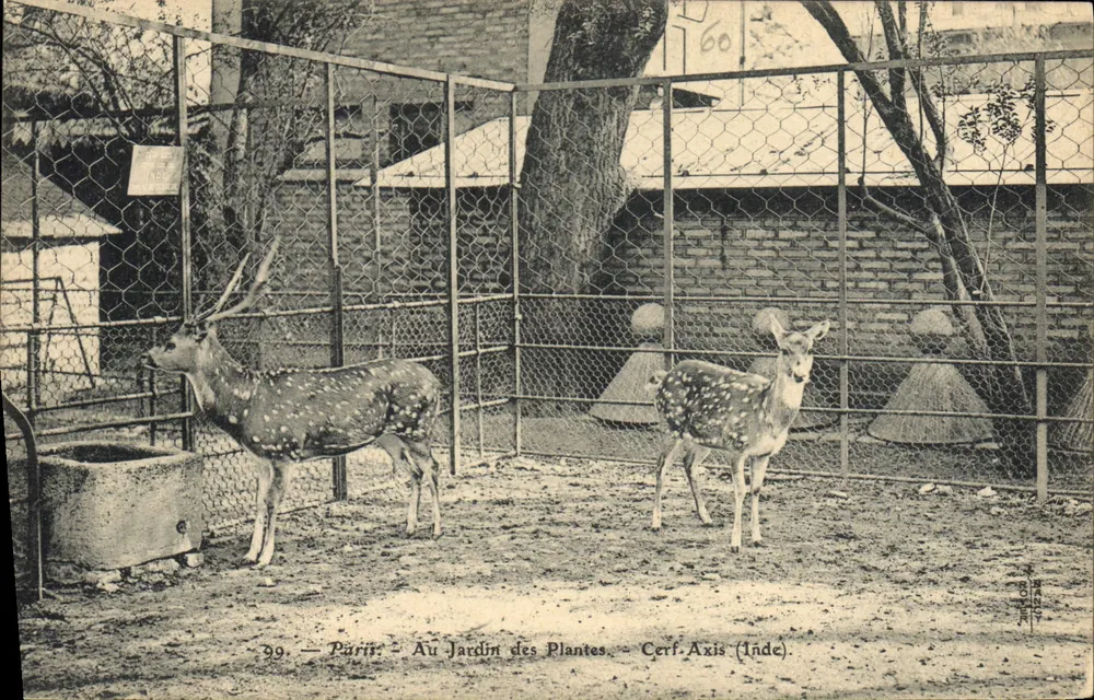 Cerf Axis (India) — En el Jardin des Plantes — París — n°39 - Anverso
