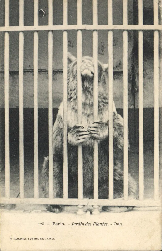 Jardin des Plantes - Bär — P. HELMLINGER & CIE, IMP. PHOT. NANCY, n° 128 - Vorderseite