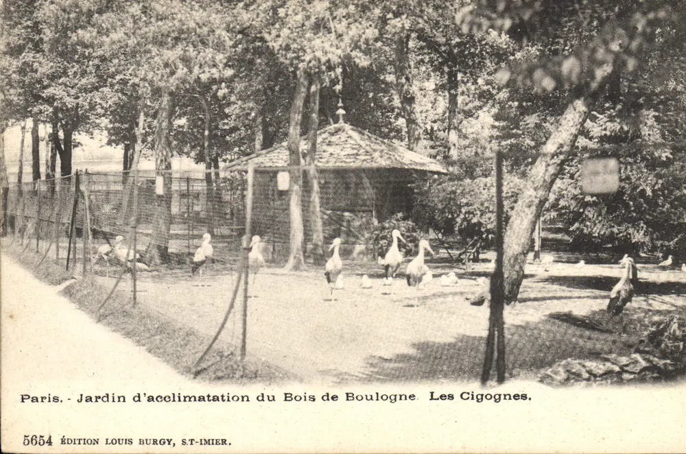 Acclimatationsgarten des Bois de Boulogne. Die Störche — Edition Louis Burgy, Nr. 5654 - Vorderseite