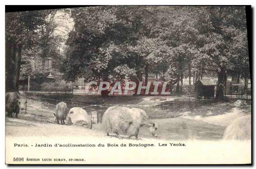 Paris - Acclimatationsgarten im Bois de Boulogne. Die Yakks. — Verlag Louis Burgy, ST-IMIER, Nr. 5696 - Vorderseite