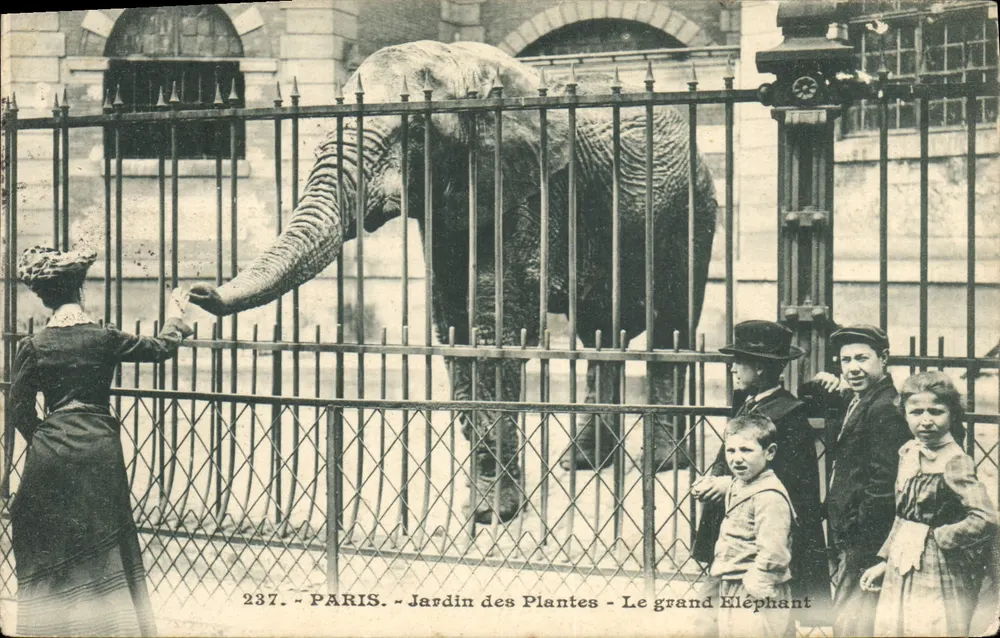 Paris - Jardin des Plantes - Der große Elefant — anonymer Verlag, n° 237 - Vorderseite