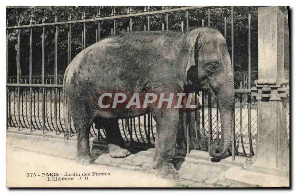 Paris - Jardin des Plantes — L'Éléphant — J. H. - Recto
