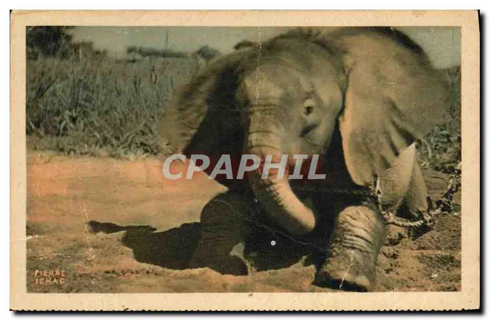 Ein junger Elefant aus dem Tschad — Französisch-Equatorialafrika — Pierre Ichag - Vorderseite