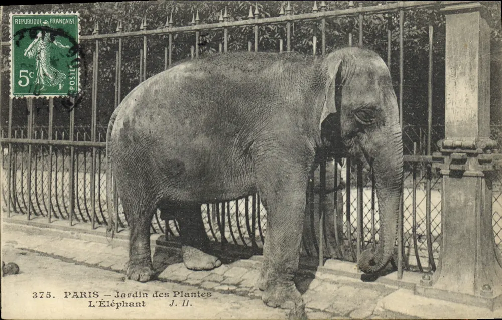 Paris – Jardin des Plantes — L’Éléphant — J. II. - Vorderseite