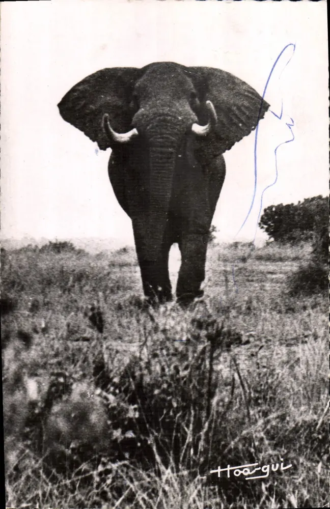 हाई-गुई — अफ्रीका — एलिफैंट - आगे