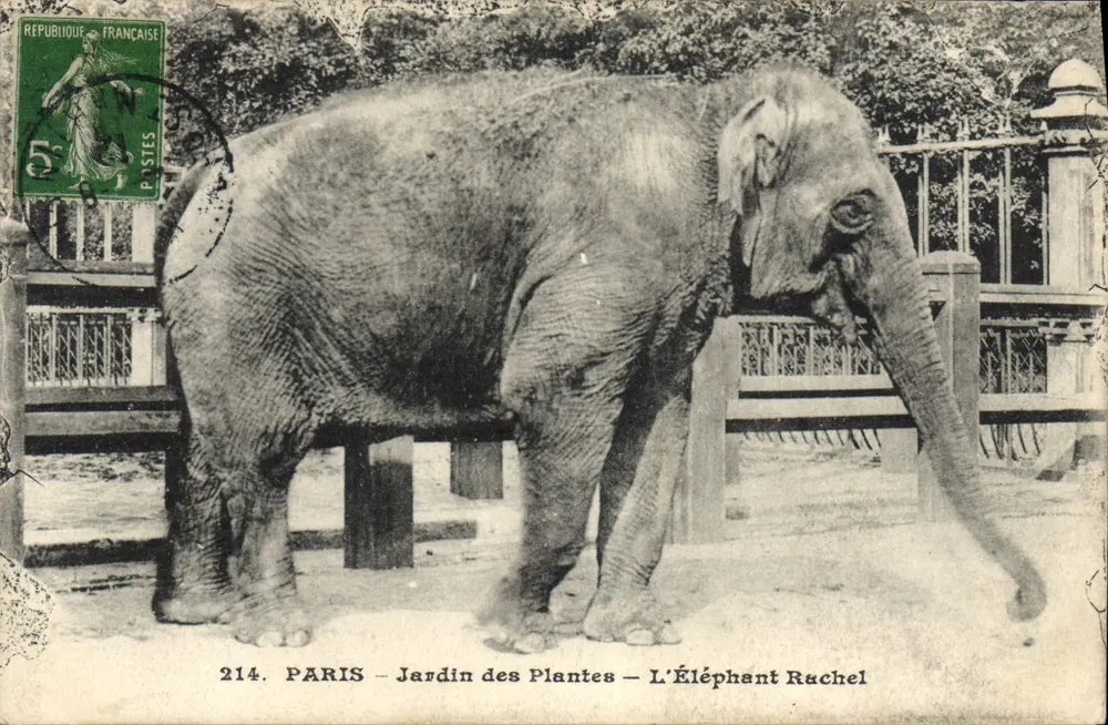 PARIS - Jardin des Plantes - L'Éléphant Rachel — Verlag L.P.M. Paris, Nr. 214 - Vorderseite