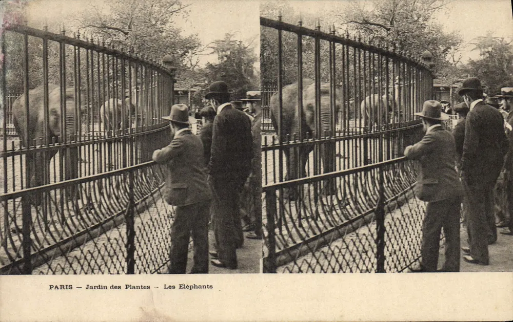 PARIS — Jardin des Plantes — Die Elefanten - Vorderseite