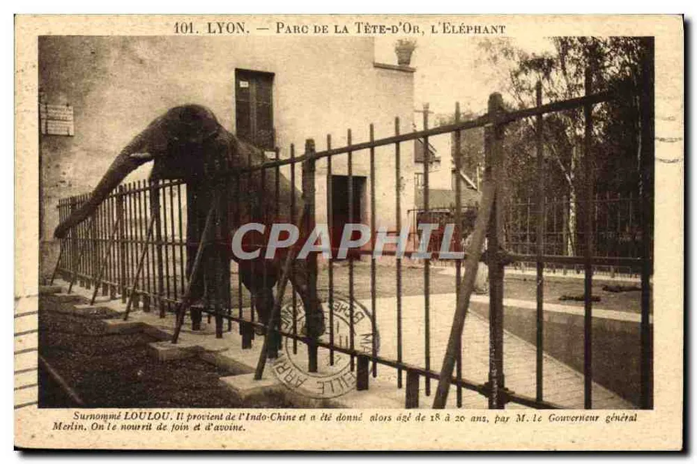 Lyon - Parc de la Tête-d'Or, Der Elefant Loulou — Verleger X. Gontagny, Nr. 101 - Vorderseite