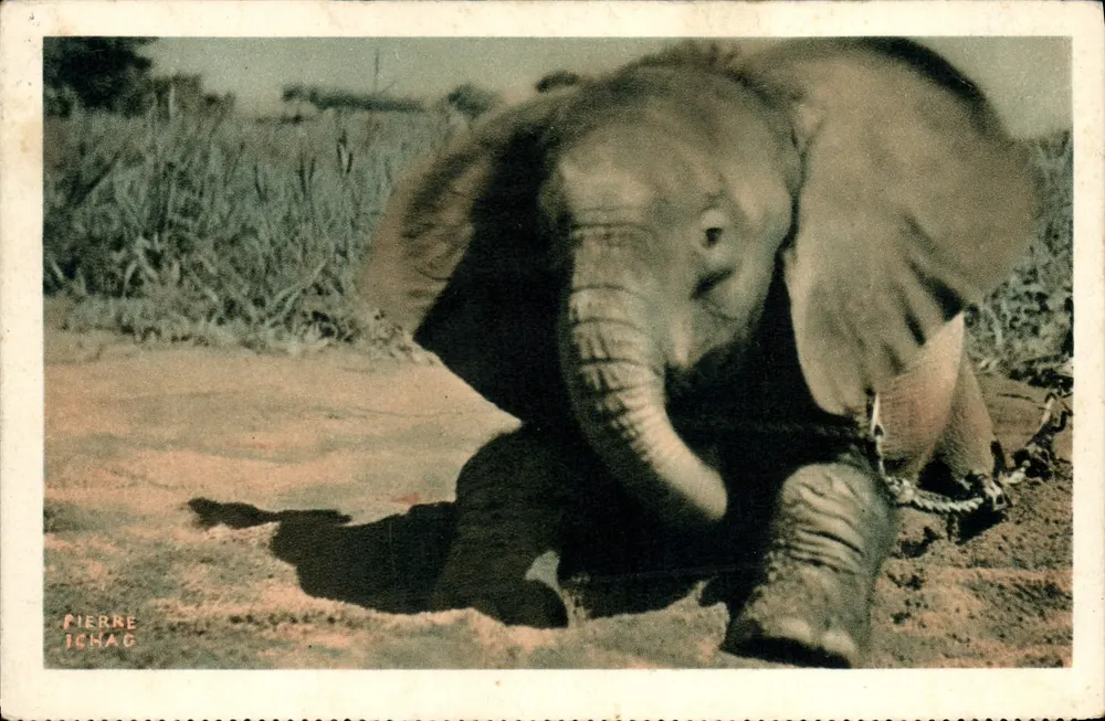 Ein junger Elefant aus dem Tschad — Französisch-Äquatorialafrika — Verleger Pierre Ichag - Vorderseite