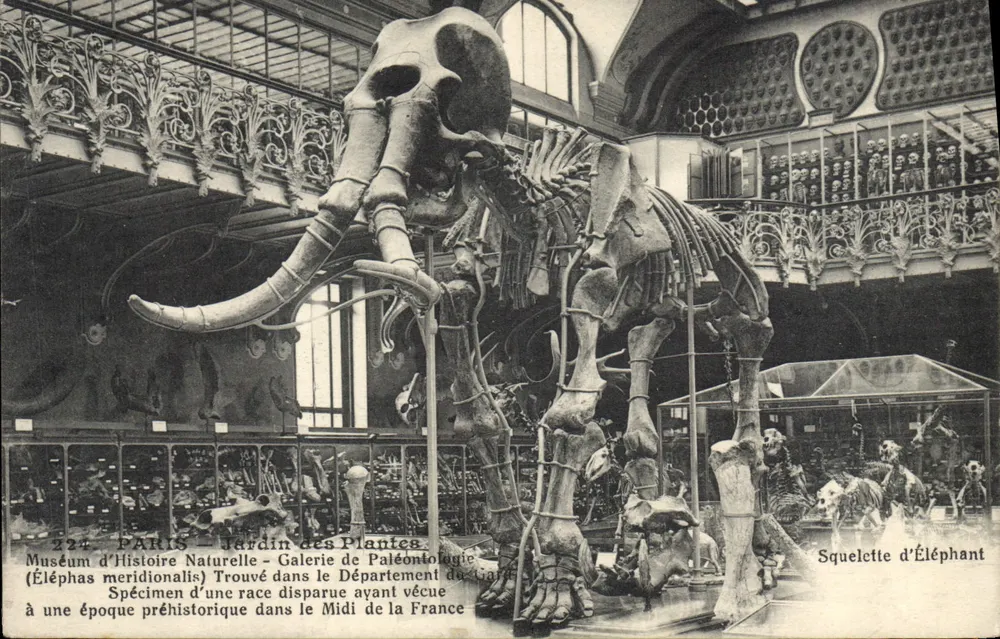 Museum für Naturgeschichte - Paläontologie-Galerie — Skelett eines Elefanten (Elephas meridionalis) — Photo-Magena Paris - Vorderseite