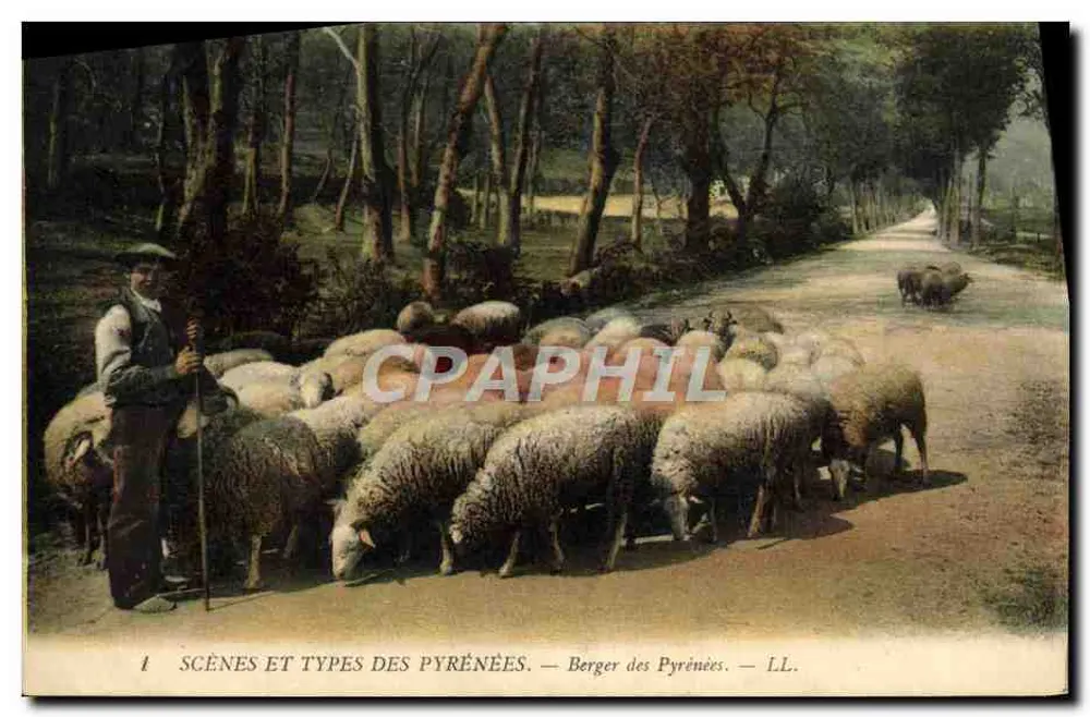Pastor dos Pirineus — Cenas e Tipos dos Pirineus — LL. - Frente