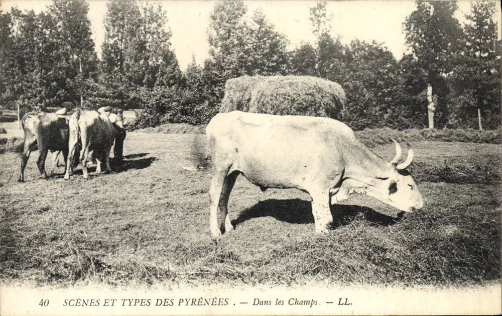 Cenas e Tipos dos Pirineus — Nos Campos — LL. — N°40 - Frente
