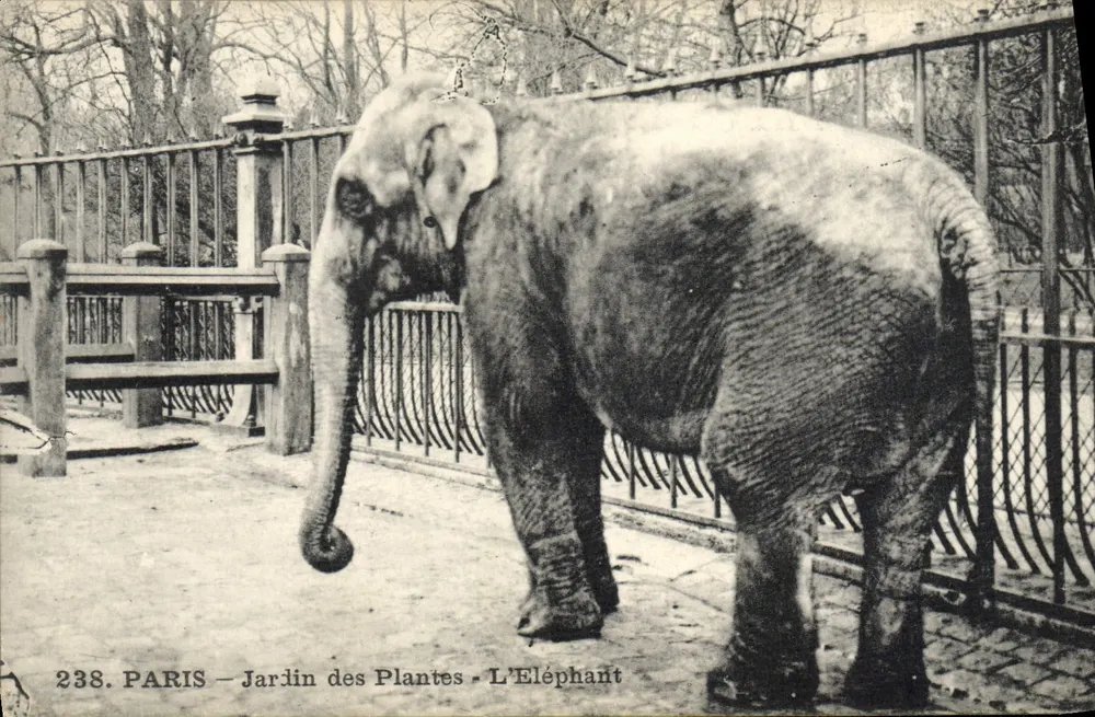 Paris - Jardin des Plantes - Der Elefant — Verlag P.M. 40 bis, rue du Pré-Saint-Gervais, Paris - Vorderseite