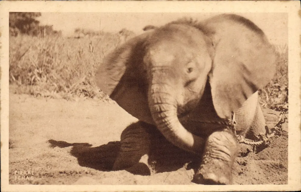 Ein junger Elefant aus dem Tschad — Französisch-Äquatorialafrika — Pierre Ichag - Vorderseite