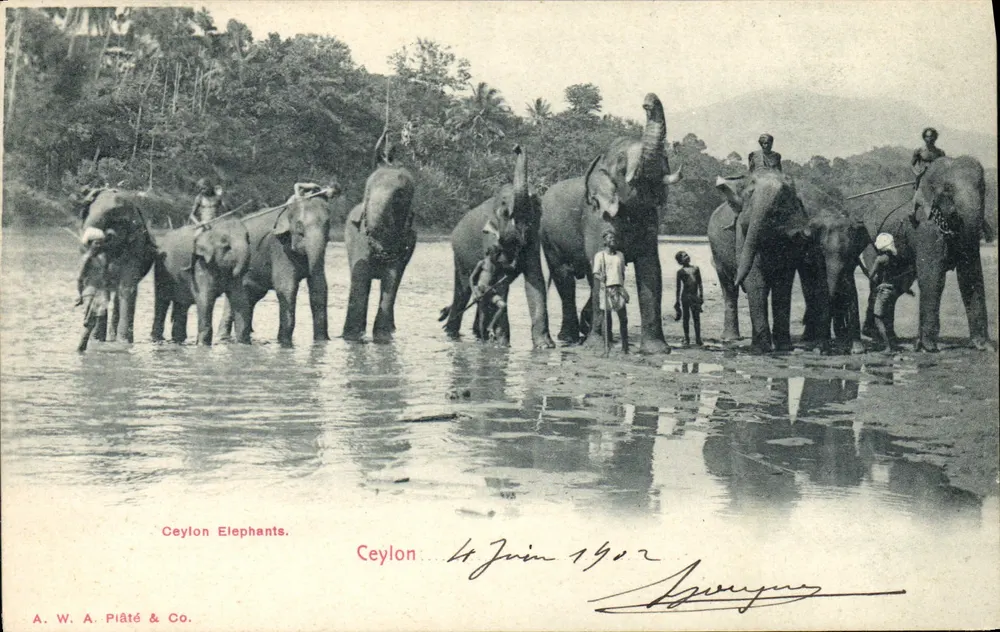 Ceylon — Elefanci w rzeczce — A. W. A. Piâté & Co. - Awers