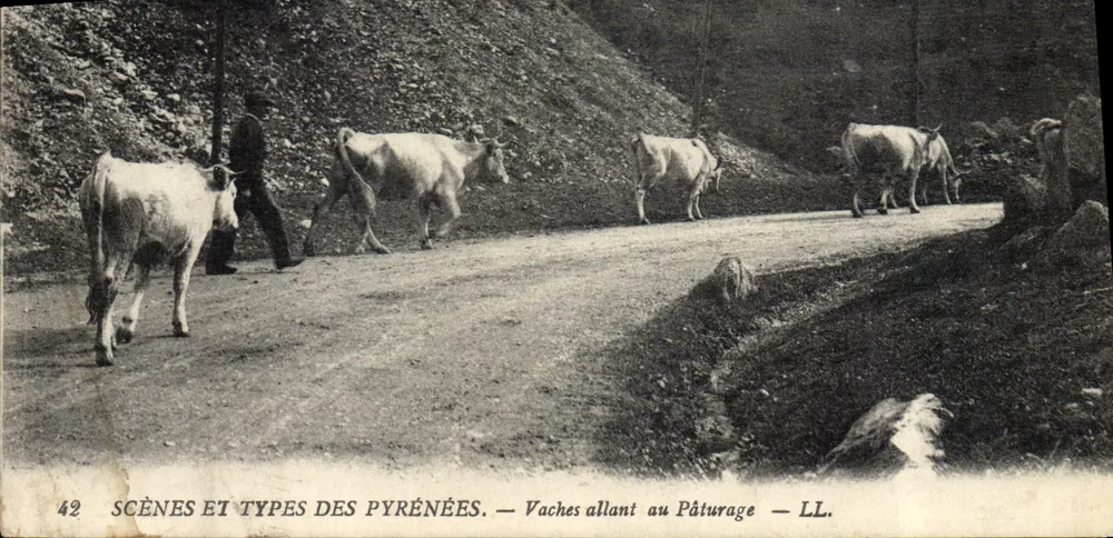 Vacas indo para o Pâturage — LL. — CENÁRIOS E TIPOS DOS PIRINEUS — n°42 - Frente