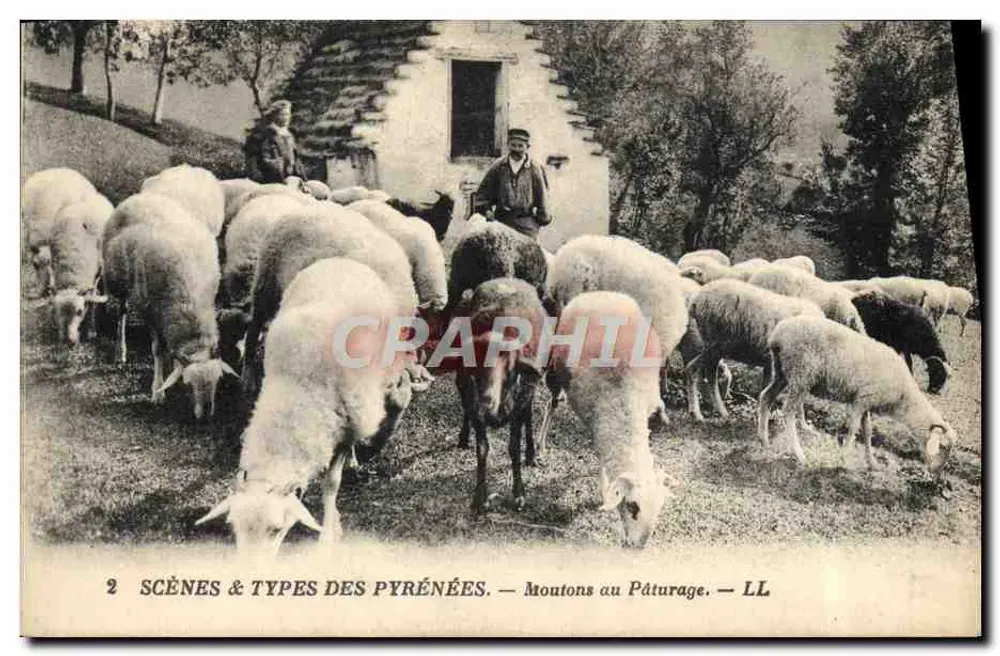 Ovelhas no Pâturage — Cenas & Tipos dos Pirineus — LL - Frente