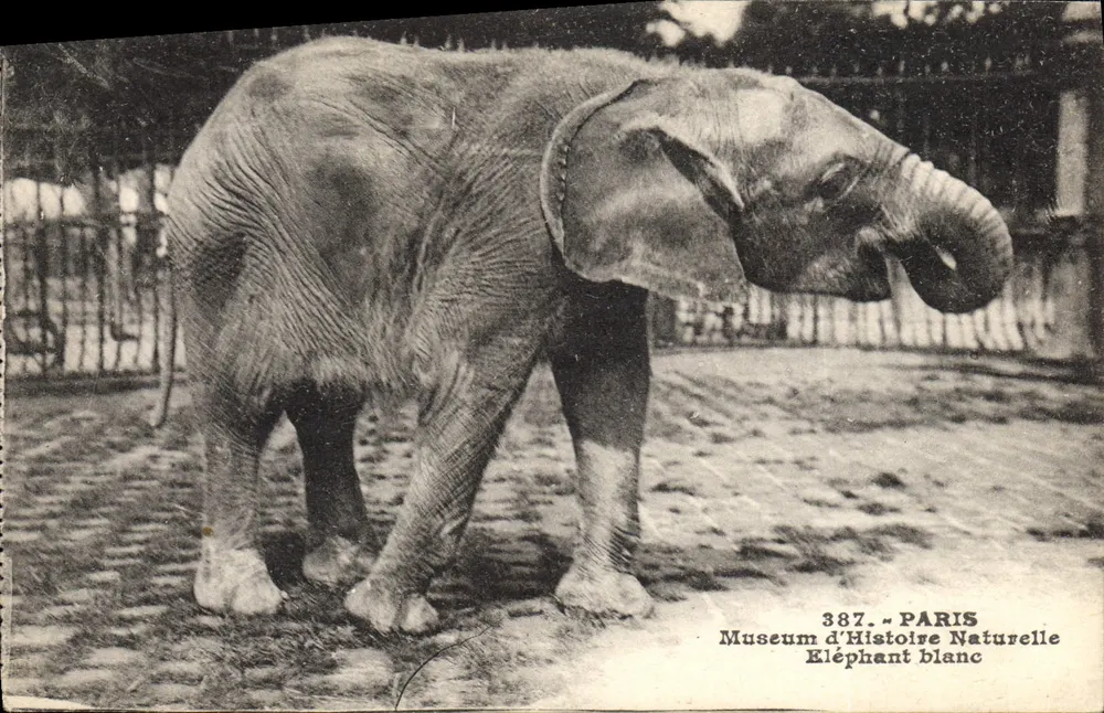 Weißer Elefant — Museum für Naturgeschichte — A. Leconte, Verlag, 18, rue Saint-André-de-la-Bretonnerie, Paris - Vorderseite