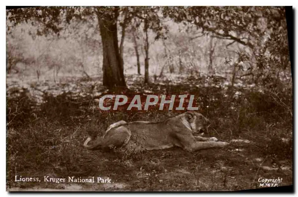 Lionness, Kruger National Park — photographie sépia — éditeur M.T.S.T.P. - Recto