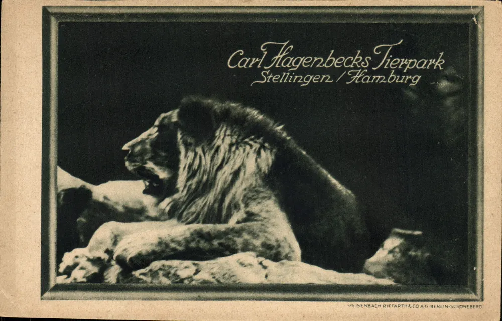 Löwe — Carl Hagenbeck's Tierpark, Stellingen / Hamburg — Meisenbach Riffarth & Co. AG Berlin-Schöneberg - Vorderseite