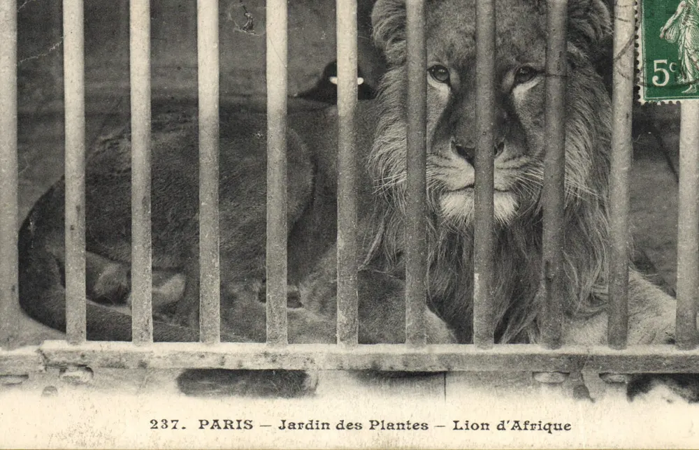 PARIS — Jardin des Plantes — Afrikaner Löwe — Verleger Louis Aubagne, n° 237 - Vorderseite
