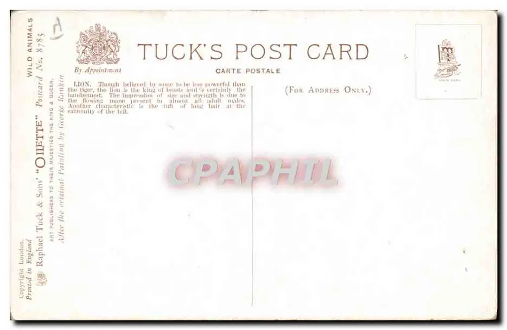 Leão — retrato — Tuck & Sons, Animais Selvagens, Número 8785 - Verso