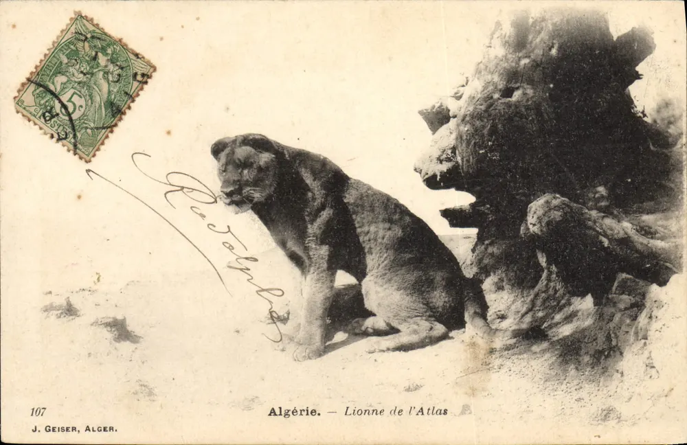 Argélia — Leão da Atlas — J. Geiser, Argel, n°107 - Frente