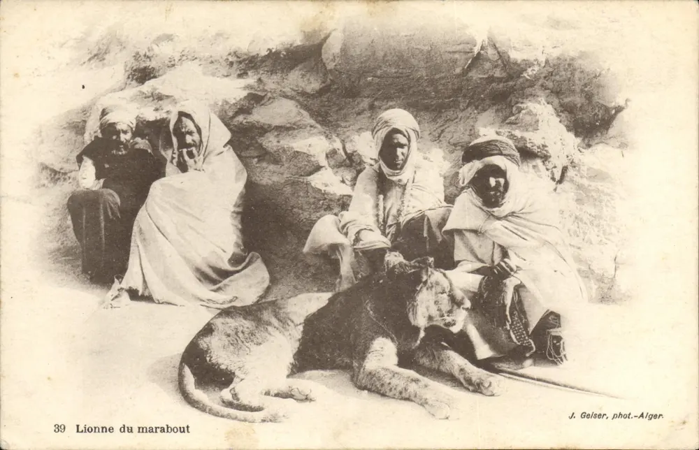 Lionna do marabout — J. Gelser, fot. — Alger, n°39 - Frente