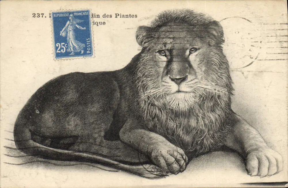 Leão — desenho a lápis — editor desconhecido, n° 237.1 - Frente