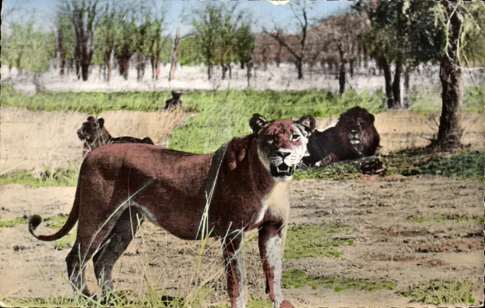 Leões e Leõesas na Selva — Edição JOA-QUI - Paris - Frente