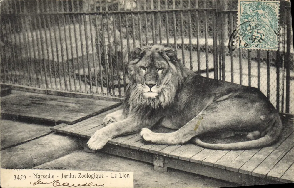 Marseille - Zoologischer Garten - Der Löwe — Phototypie E. Lacour, n°3459 - Vorderseite