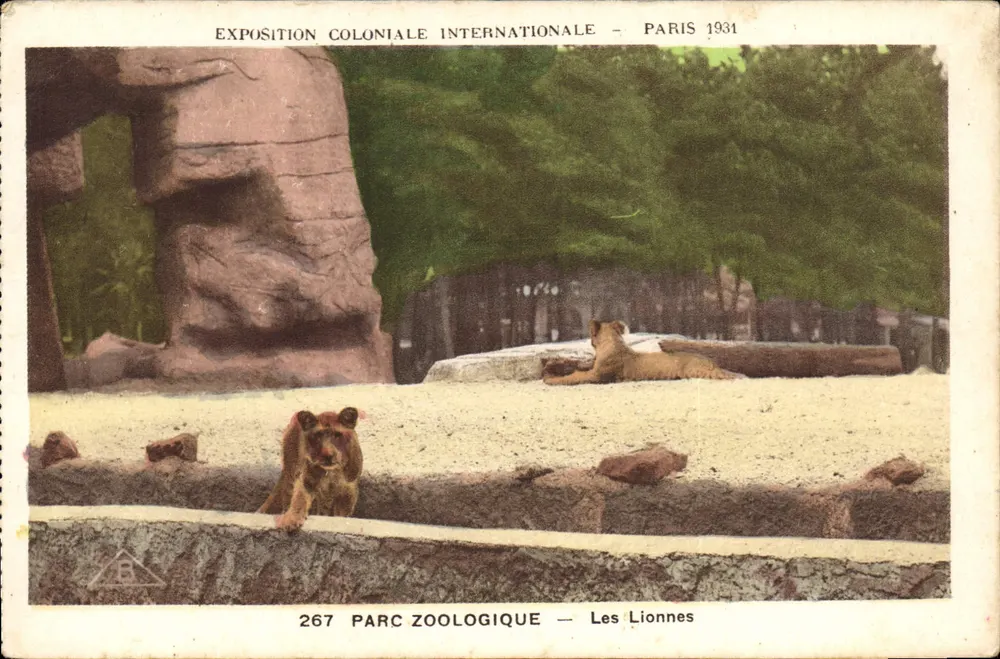 Exposition Coloniale Internationale — Parc Zoologique — Les Lionnes — n° 267 - Vorderseite