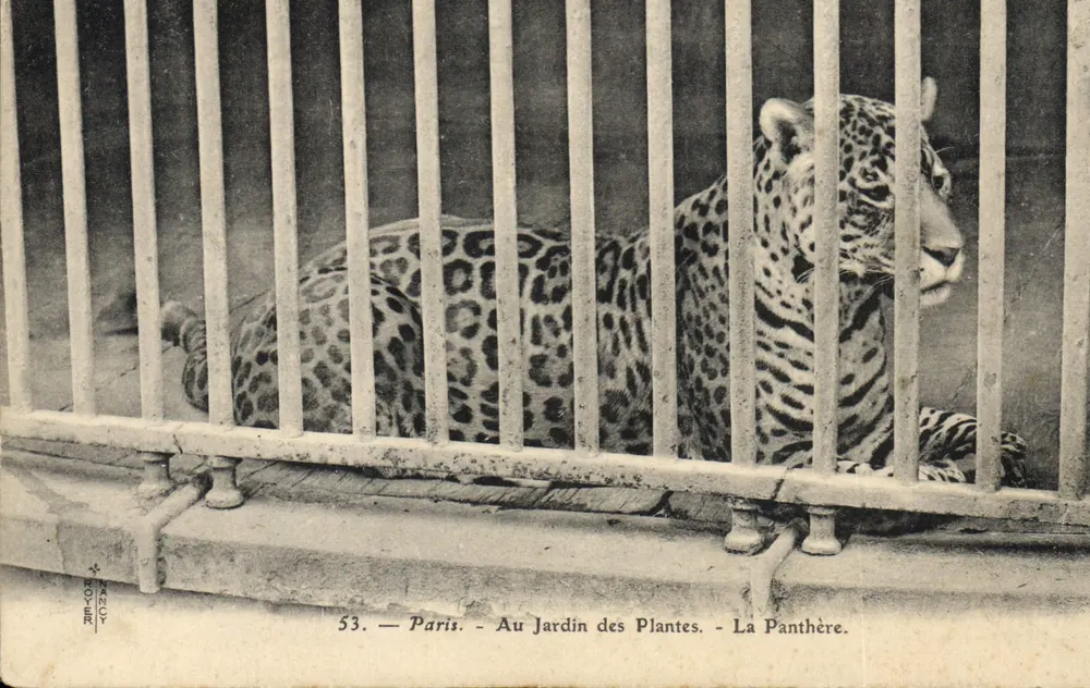 Paris — Im Jardin des Plantes — Die Pantherin. — Verlag: RICO-POCA, Nr. 53 - Vorderseite
