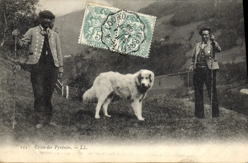 Cão dos Pirineus — LL. — n°122 - Frente