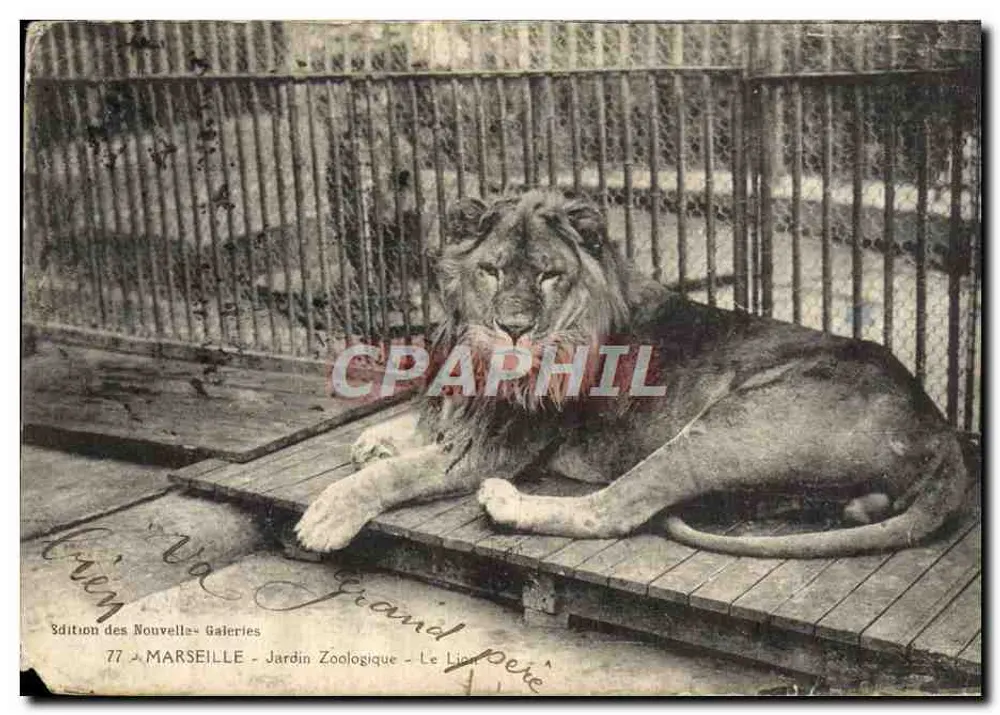 Marseille - Jardin Zoologique - Le Lion père — edition des Nouvelles Galeries, n°77 - Vorderseite