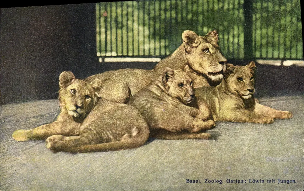 Basel, Zoologischer Garten: Löwin mit Jungen — Verlag Z.C. 35937 - Vorderseite