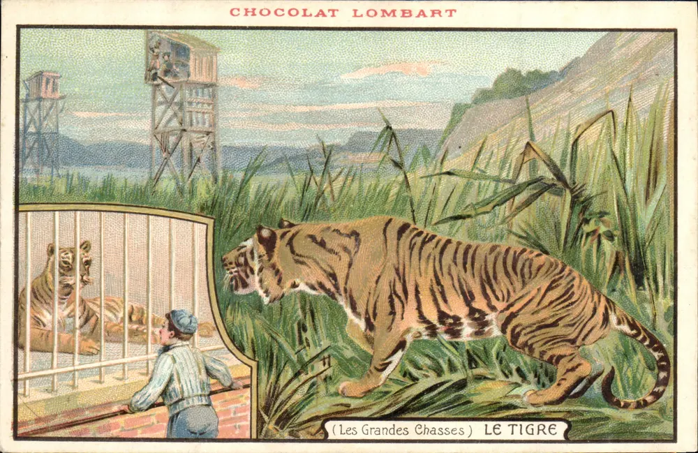 Der Tiger — (Die Großen Jagden) — Chocolat Lombart - Vorderseite