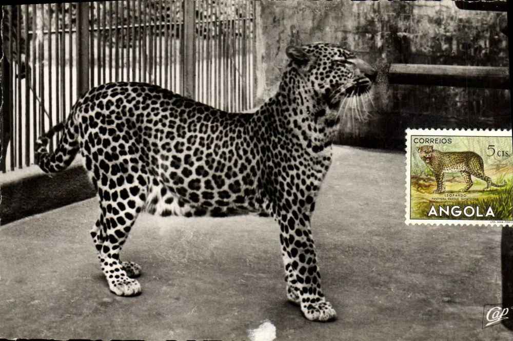 Leopard — Angola — Correios 5cts - Vorderseite