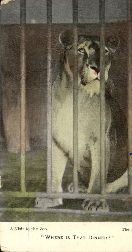 Leão em sua jaula — Zoológico — Harding & Billing's Post Card, série 11 - Frente