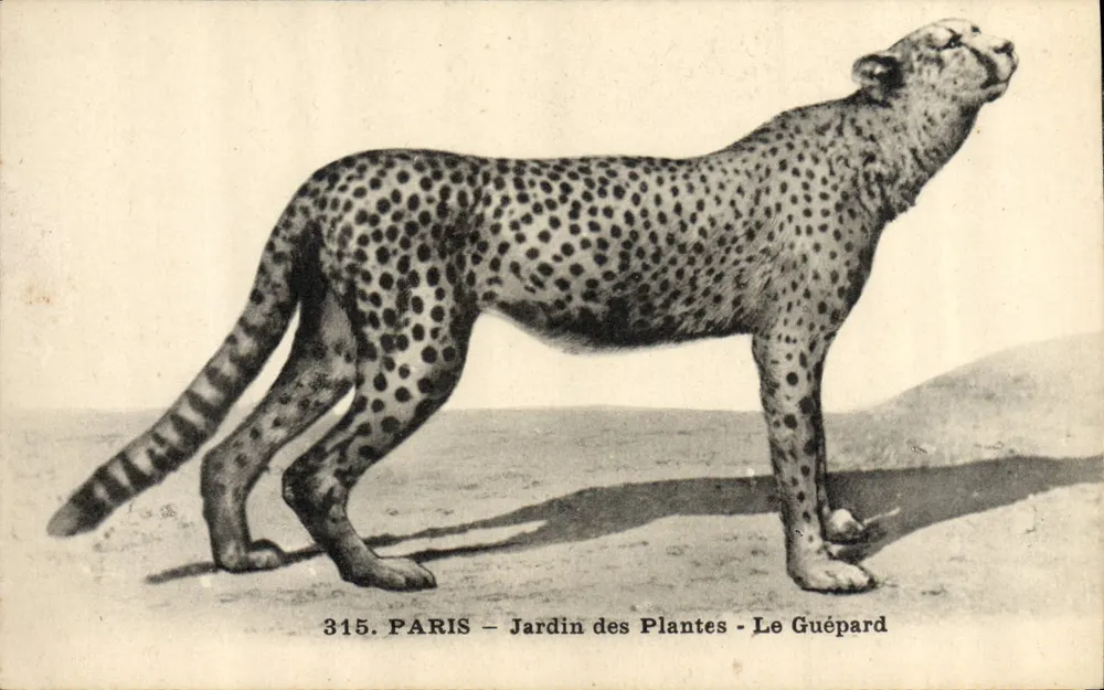 Paris - Jardin des Plantes - Le Guépard — Serie 315, Verlag I.P.M. - Vorderseite