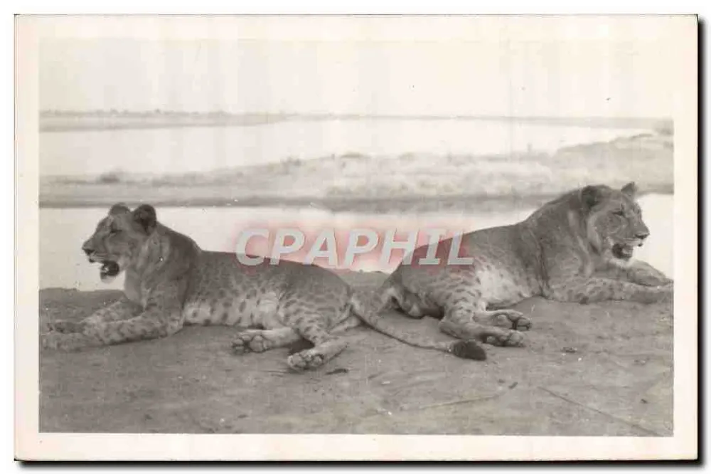 Zwei Löwinnen am Rand eines Gewässers — Photographie Pauleau — Kamerun - Vorderseite